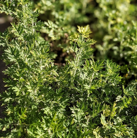 Handcrafted, Handmade loose incense blends and essential oil blends - Picture 14 of 16